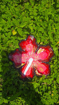 Hibiscus Flower Dish